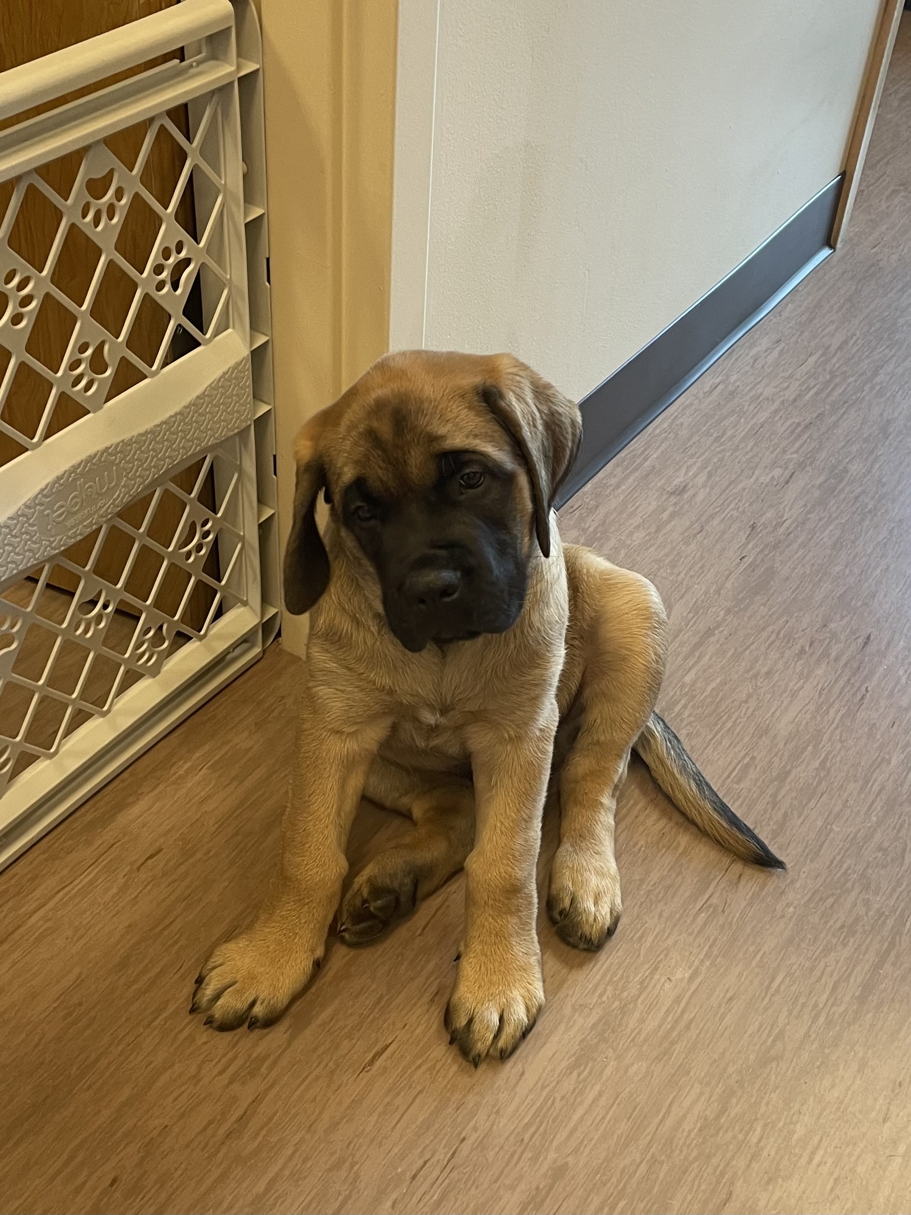 Pet Photo Gallery Nine Mile Falls, WA Suncrest Veterinary Services