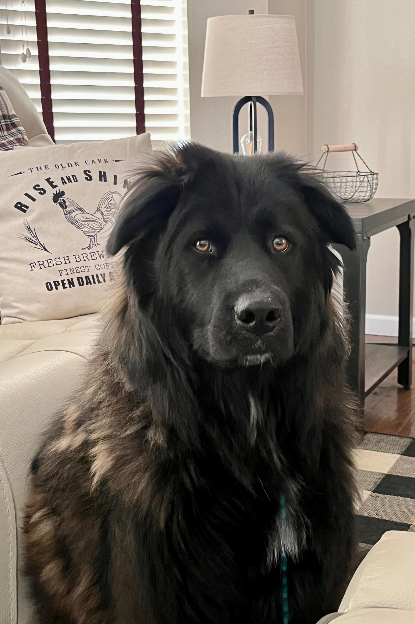 Pet Photo Gallery Nine Mile Falls, WA Suncrest Veterinary Services