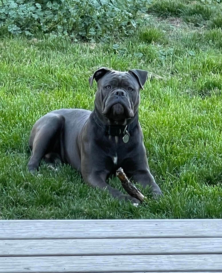 Pet Photo Gallery Nine Mile Falls, WA Suncrest Veterinary Services