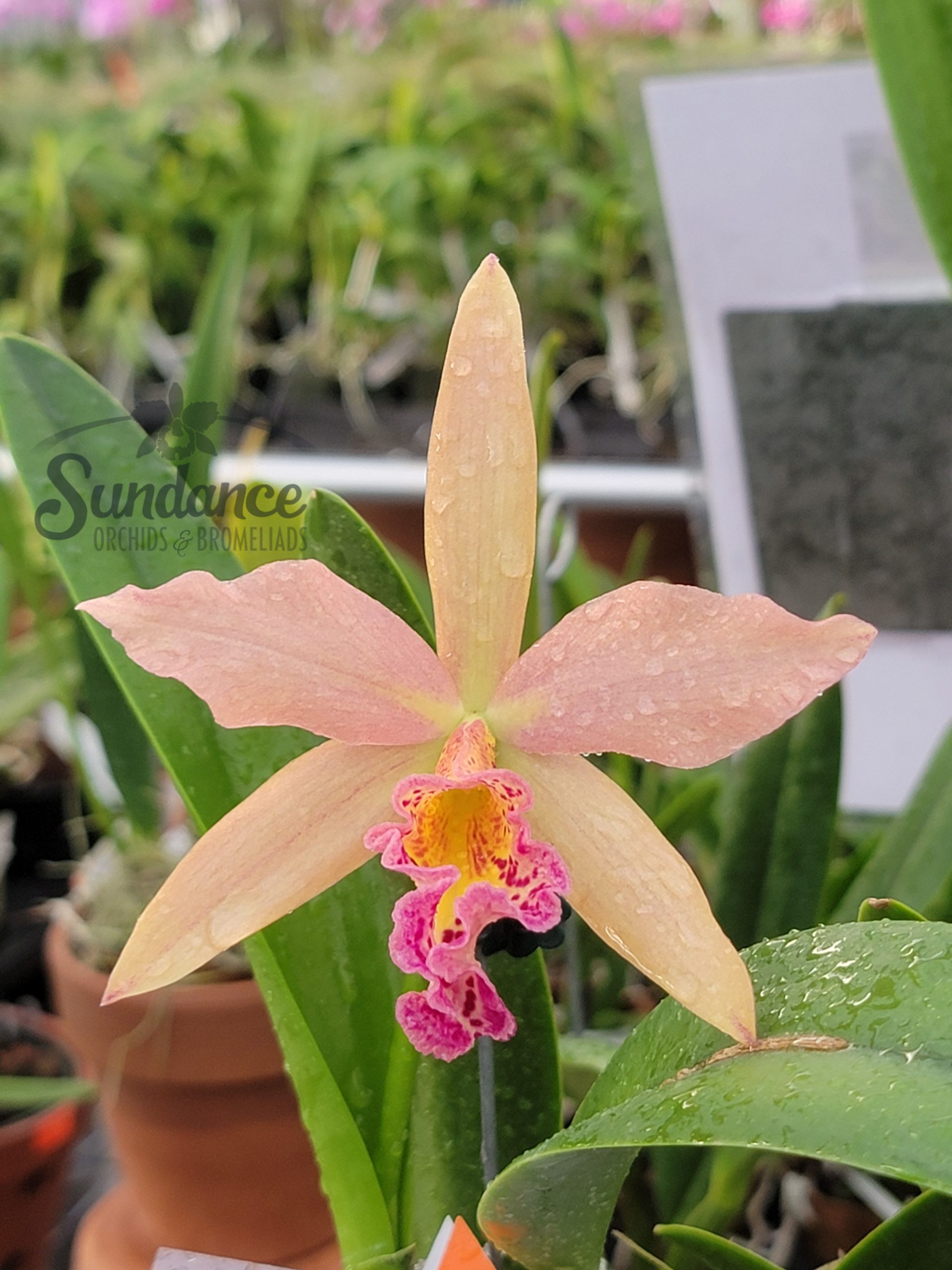 Blc. Copper Queen (4" Pot) Sundance Orchids
