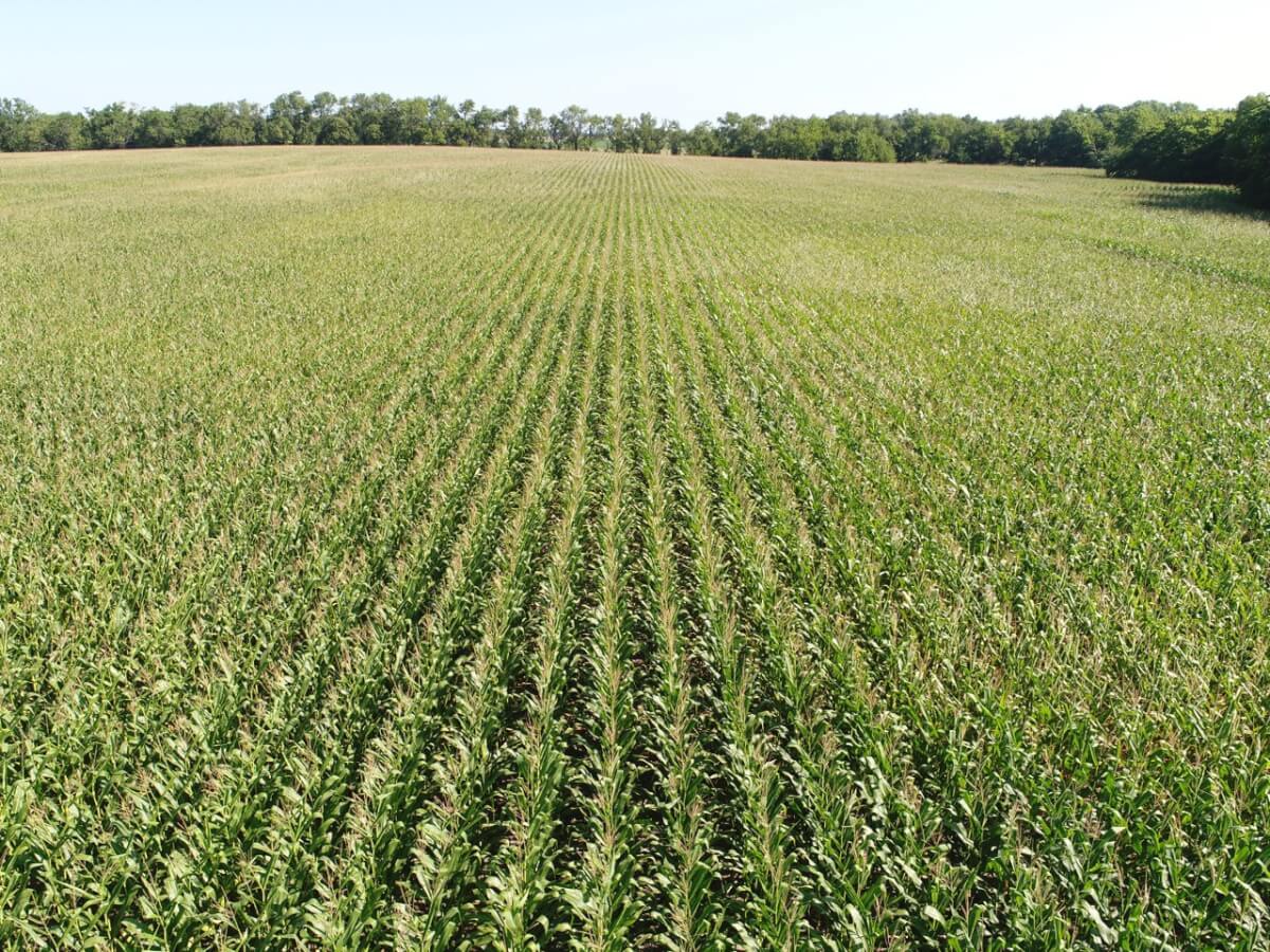 Douglass/Rose Hill Tillable Land For Sale Sundgren Realty Inc