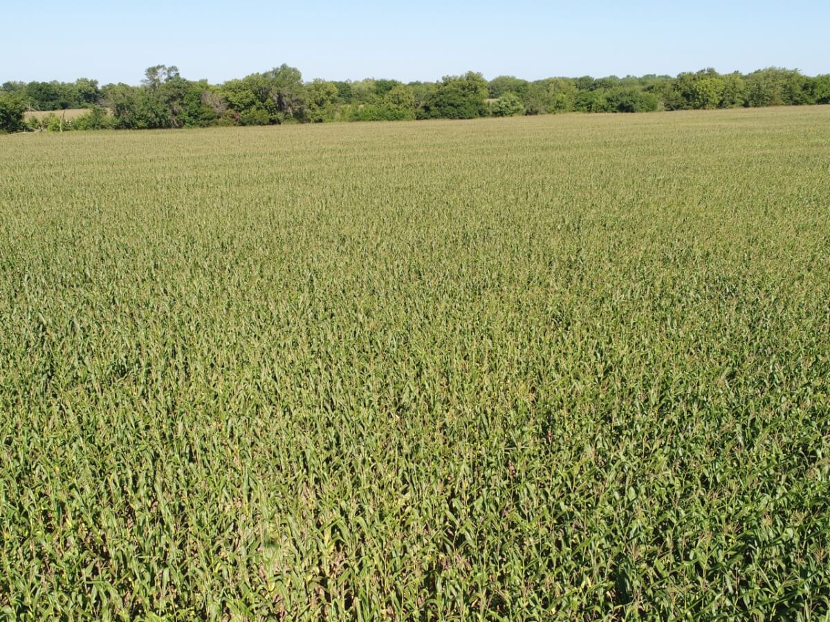 Douglass/Rose Hill Tillable Land For Sale Sundgren Realty Inc