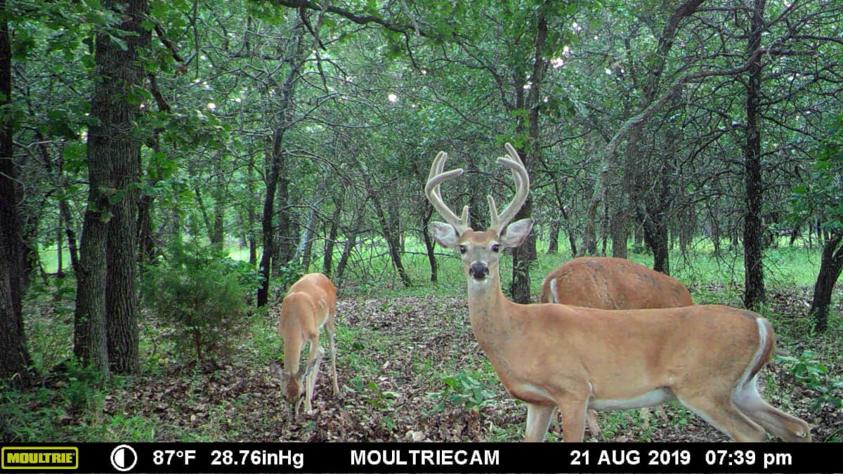 Elk County Kansas Hunting Land For Sale Sundgren Realty Inc