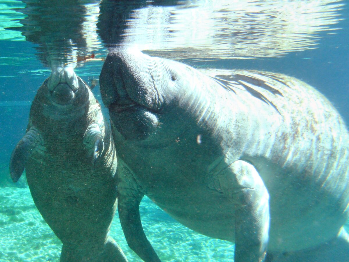 Manatee Appreciation on Sanibel Island Sundial Beach Resort &amp, Spa