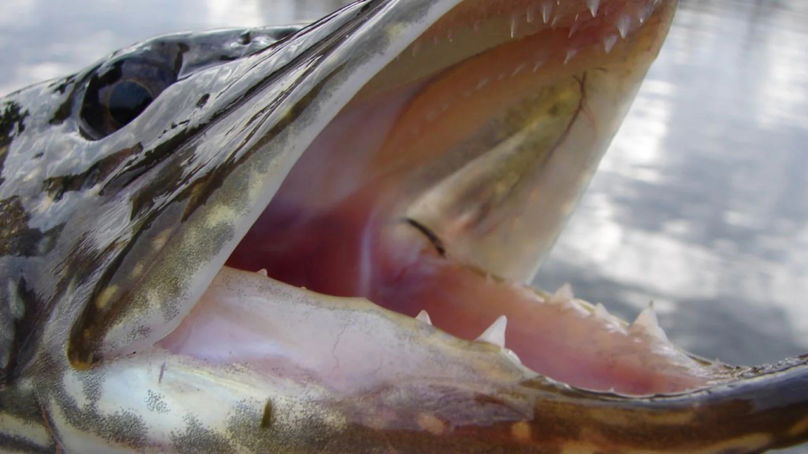 Northern Pike Teeth How To Handle Pike Unhooking & Holding Pike(04)