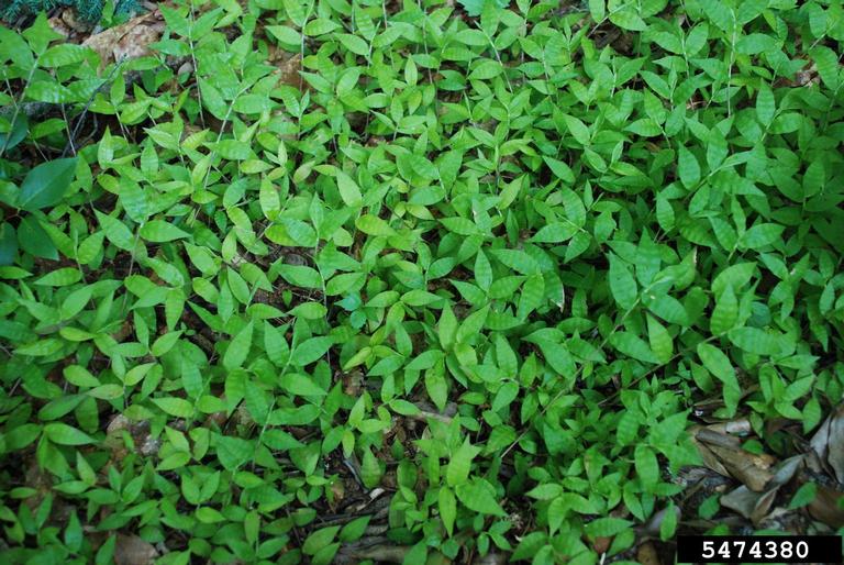 Basketgrass Sundown Farms