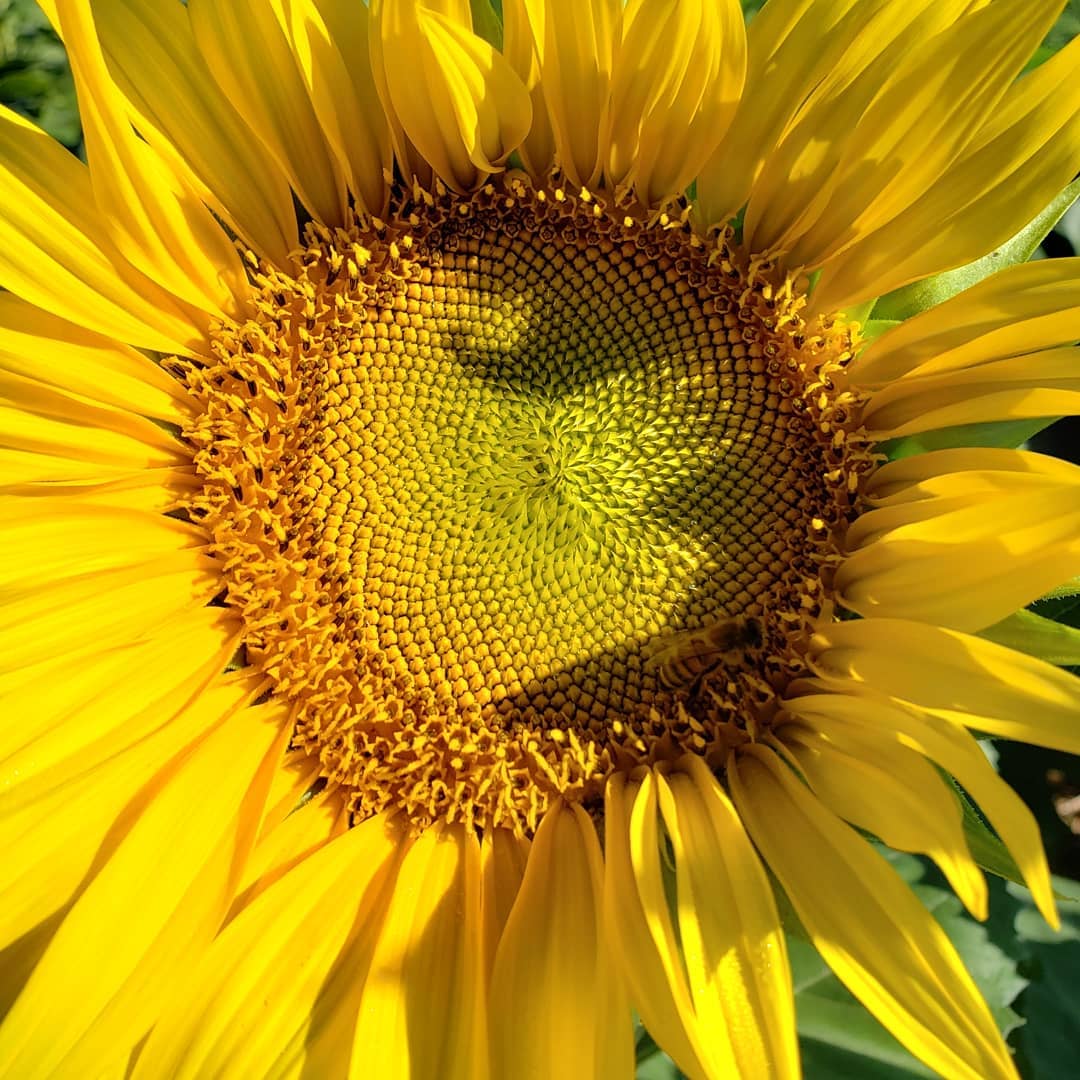 Sunflowers of Lisbon A Sunny Spot for All