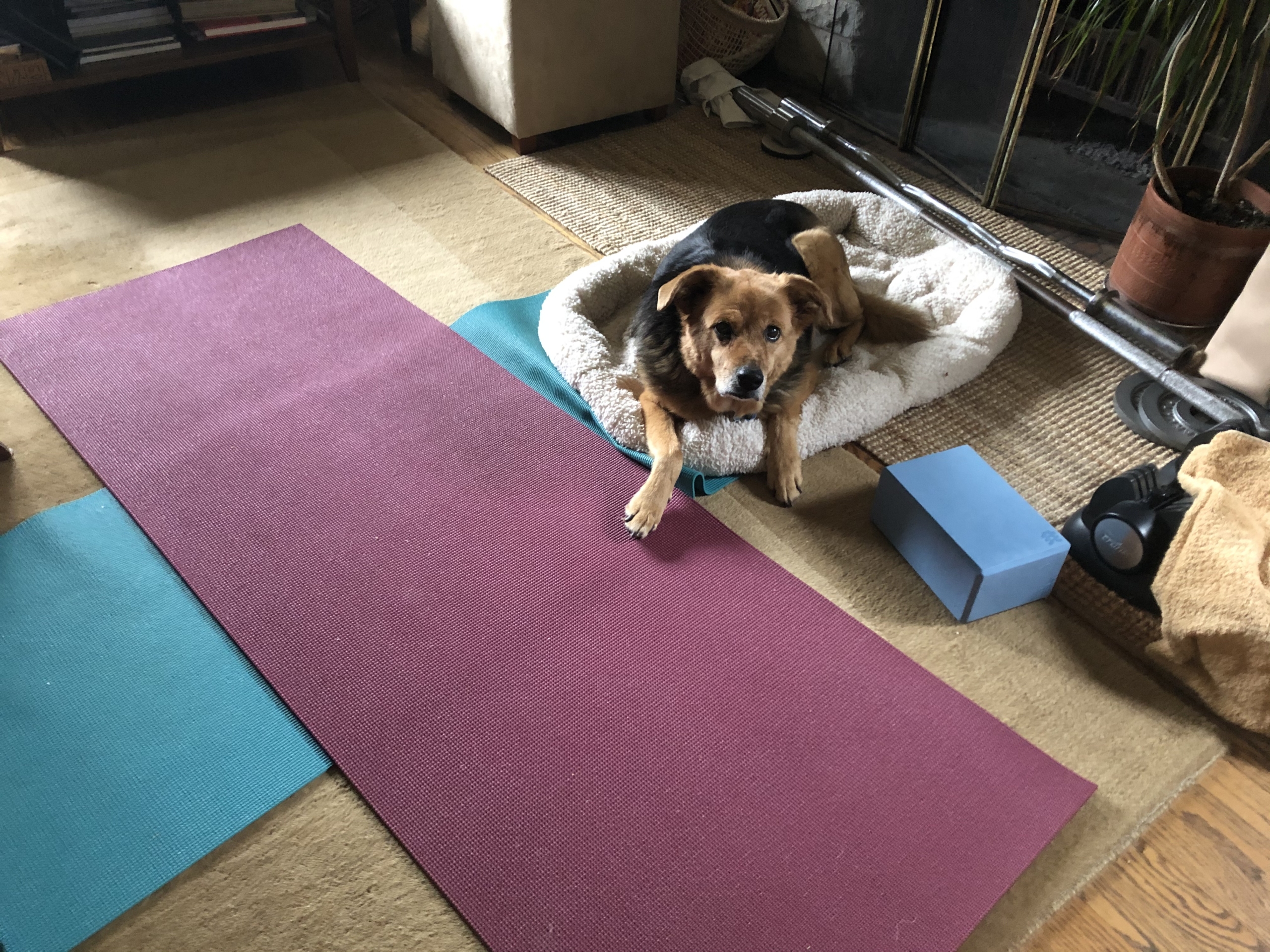 Pet Yoga Sunflower Yoga Therapy