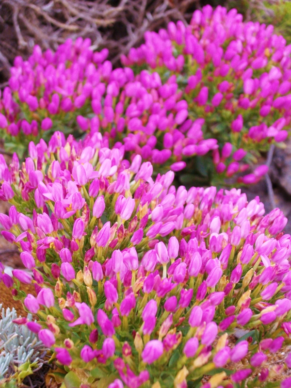 Flowers of Portugal to SunFreeStar