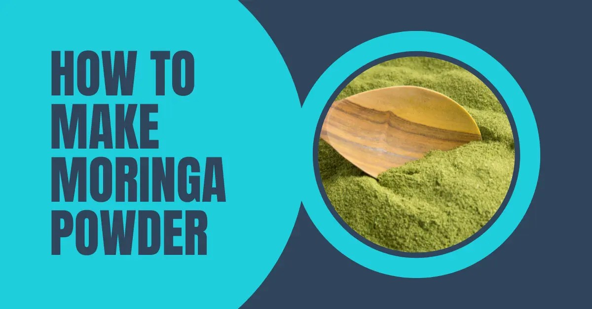 How to Make Moringa Powder A StepbyStep Guide Sunhill Pure