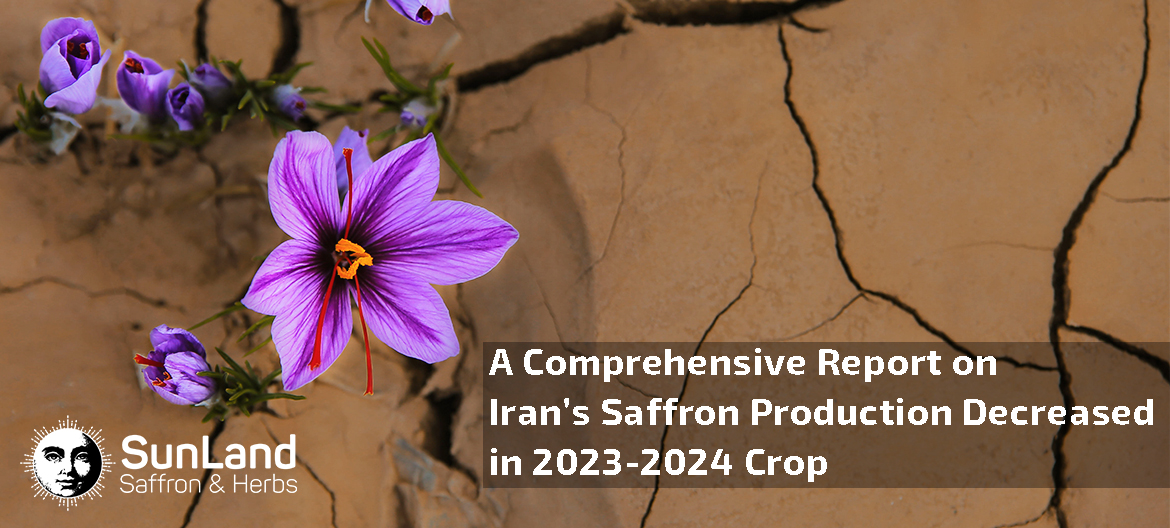 Why Saffron Production Rate Decreased In 20232024? The Official