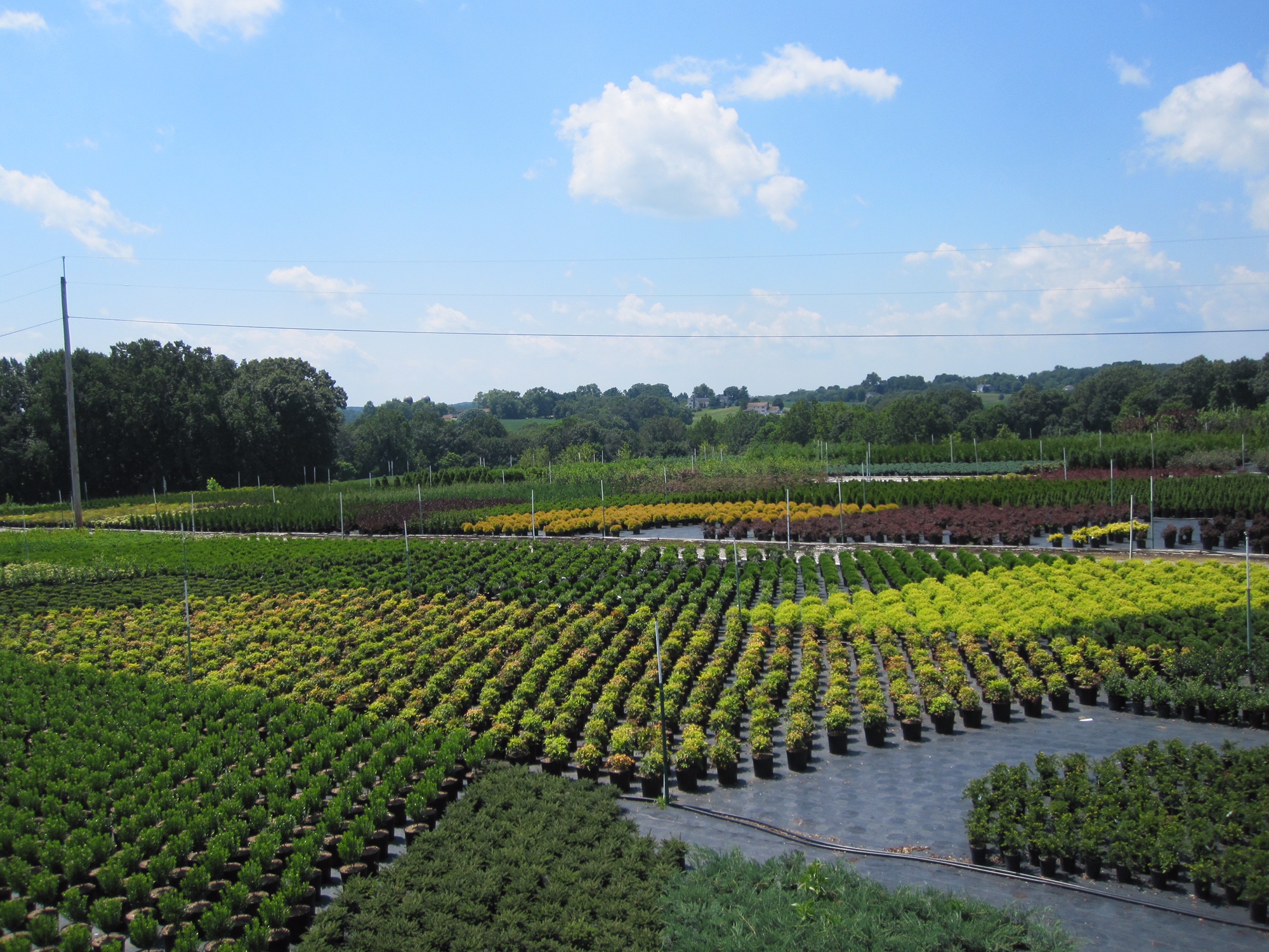 Our Nursery Sun Nurseries