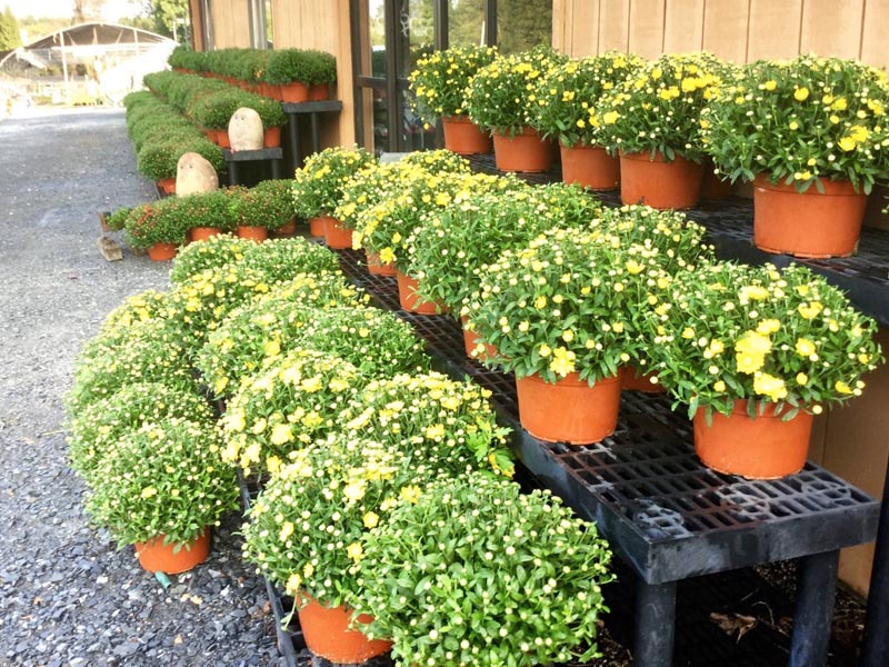 Plants Sun Nurseries