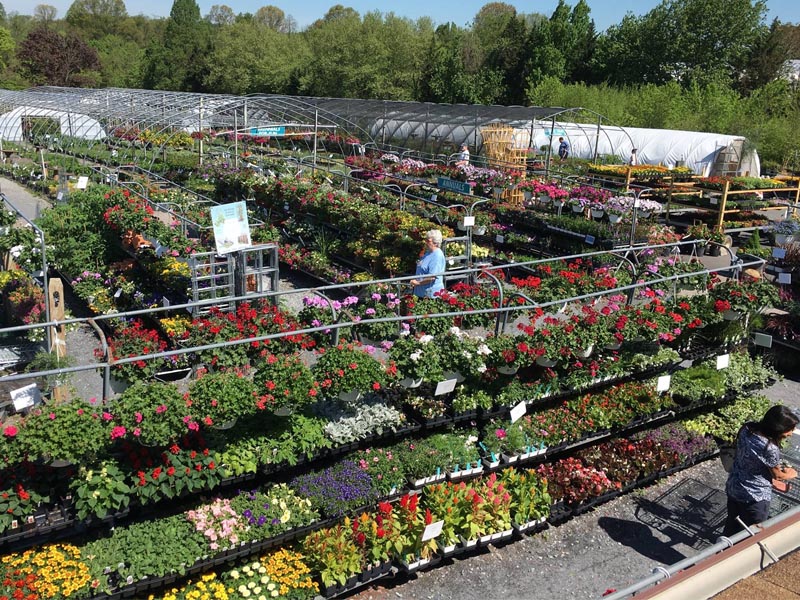 Plants Sun Nurseries