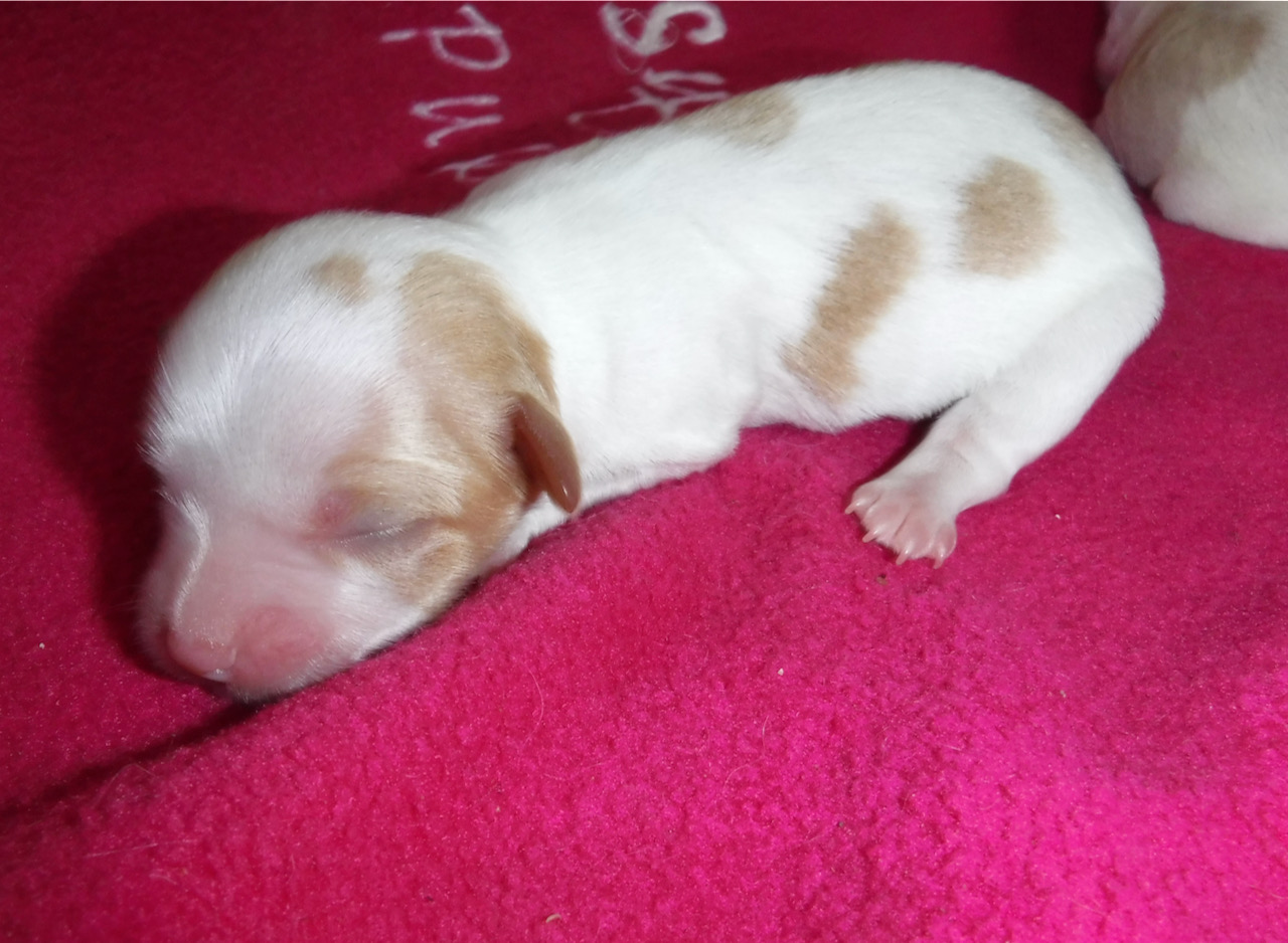 DSCF0907 Sunny Day Puppies