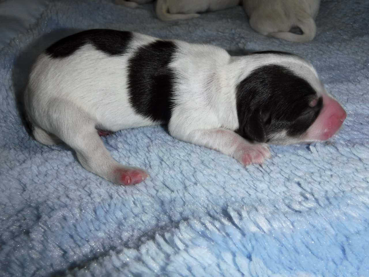 DSCF0928 Sunny Day Puppies