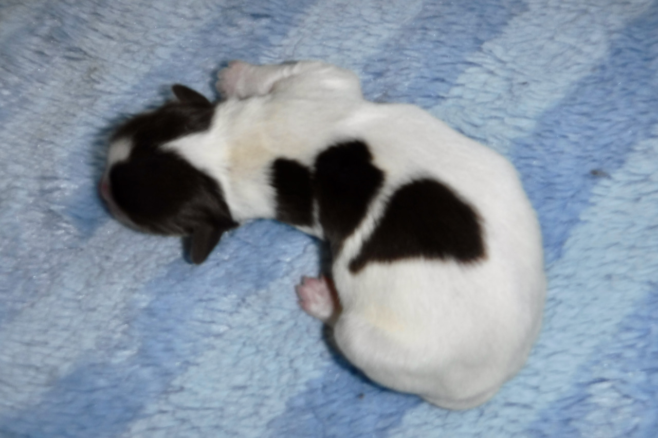 DSCF0937 Sunny Day Puppies