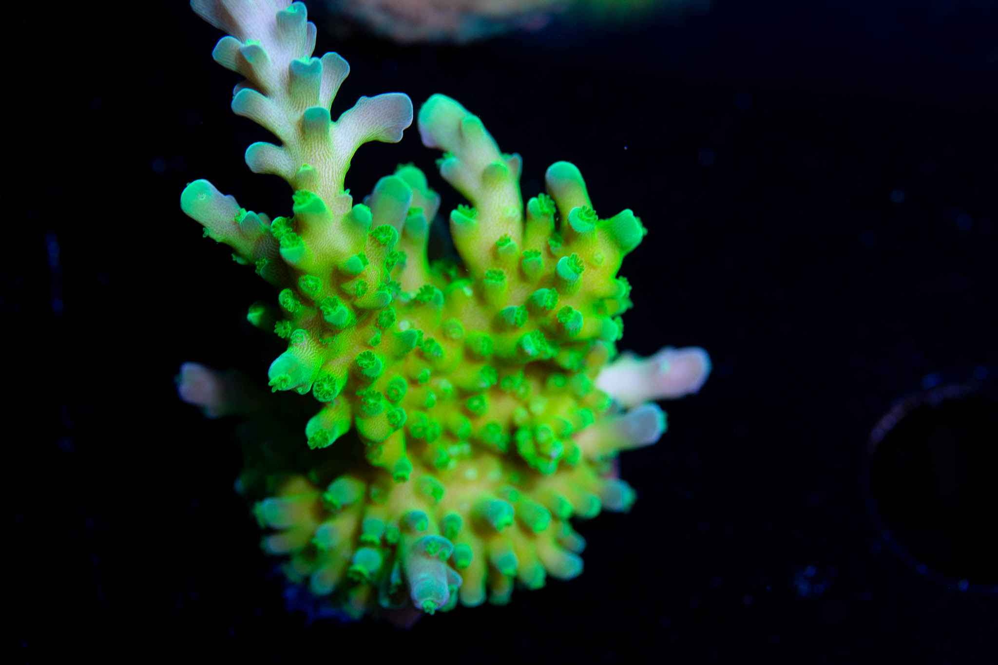 RMF Biohazard Acropora
