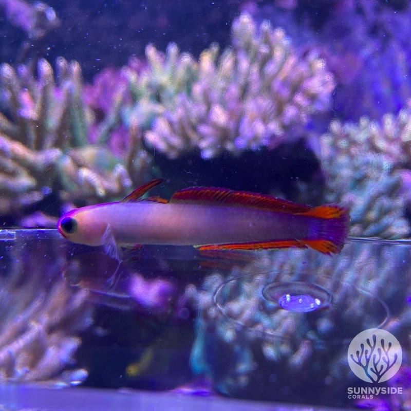 Purple Firefish Sunnyside Corals