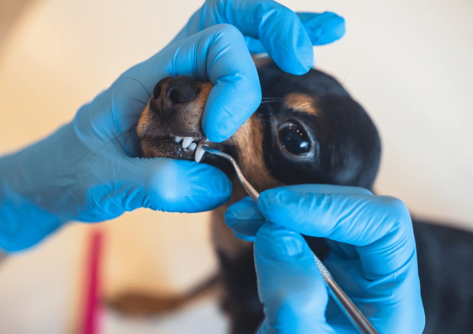 Cat and Dog Teeth Cleaning in Fresno, CA