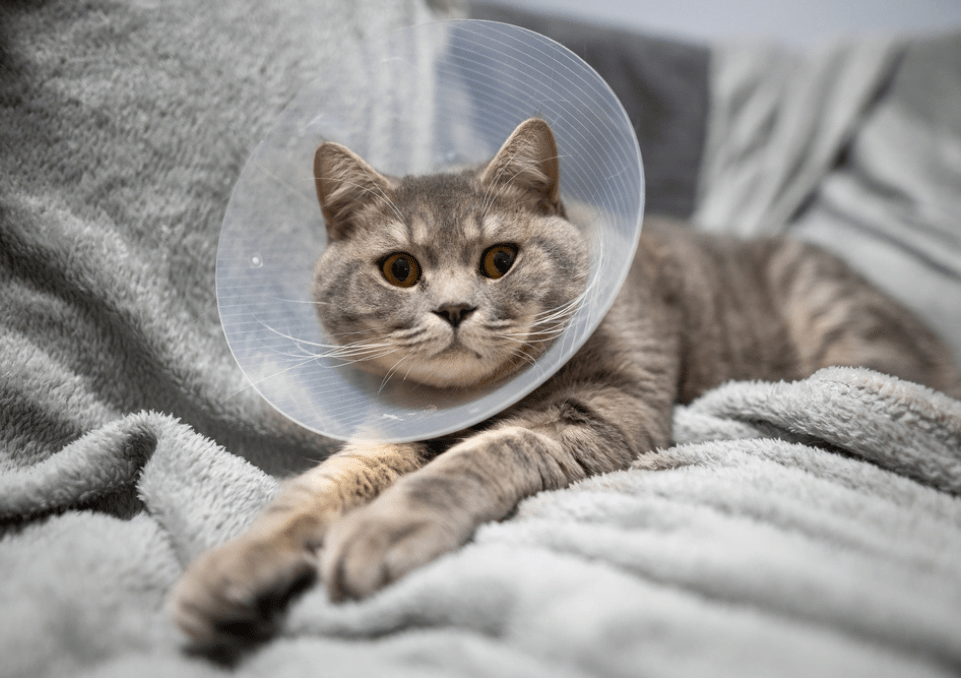 Spay and Neuter Clinic in Fresno, CA Sunnyside Pet Hospital