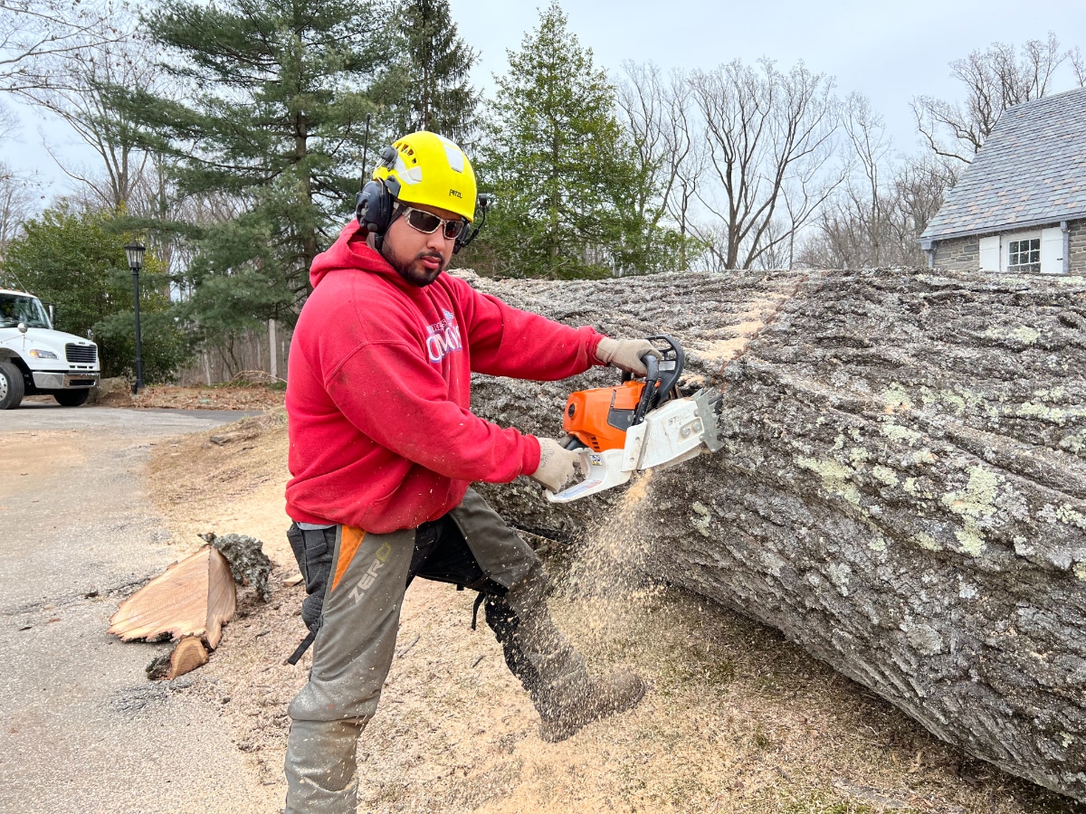 What Is the Average Cost to Remove a Tree? (With Examples) Sunny