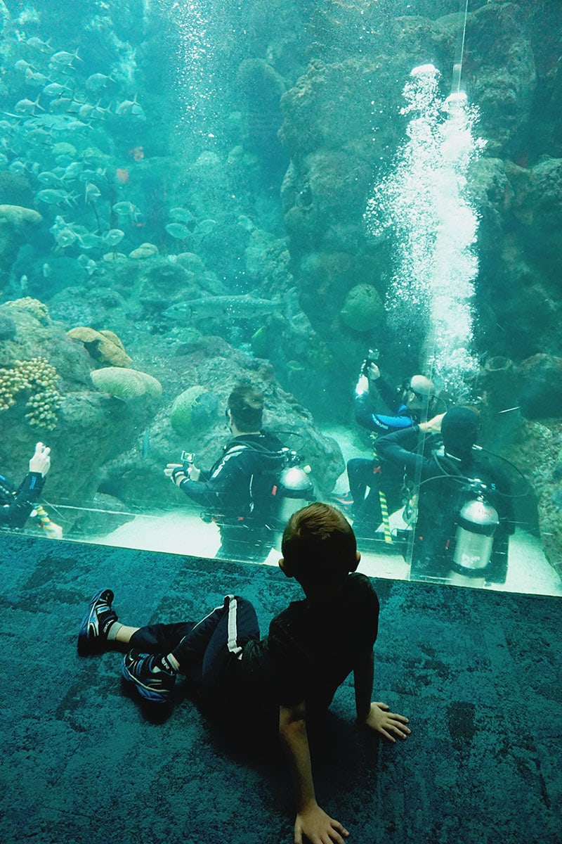 How to Go Scuba Diving at the Florida Aquarium in Tampa, Florida