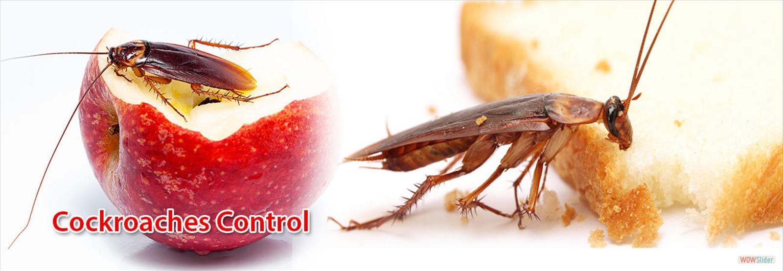 Sun Pest Control Services Madurai Pest Management Company, Termite