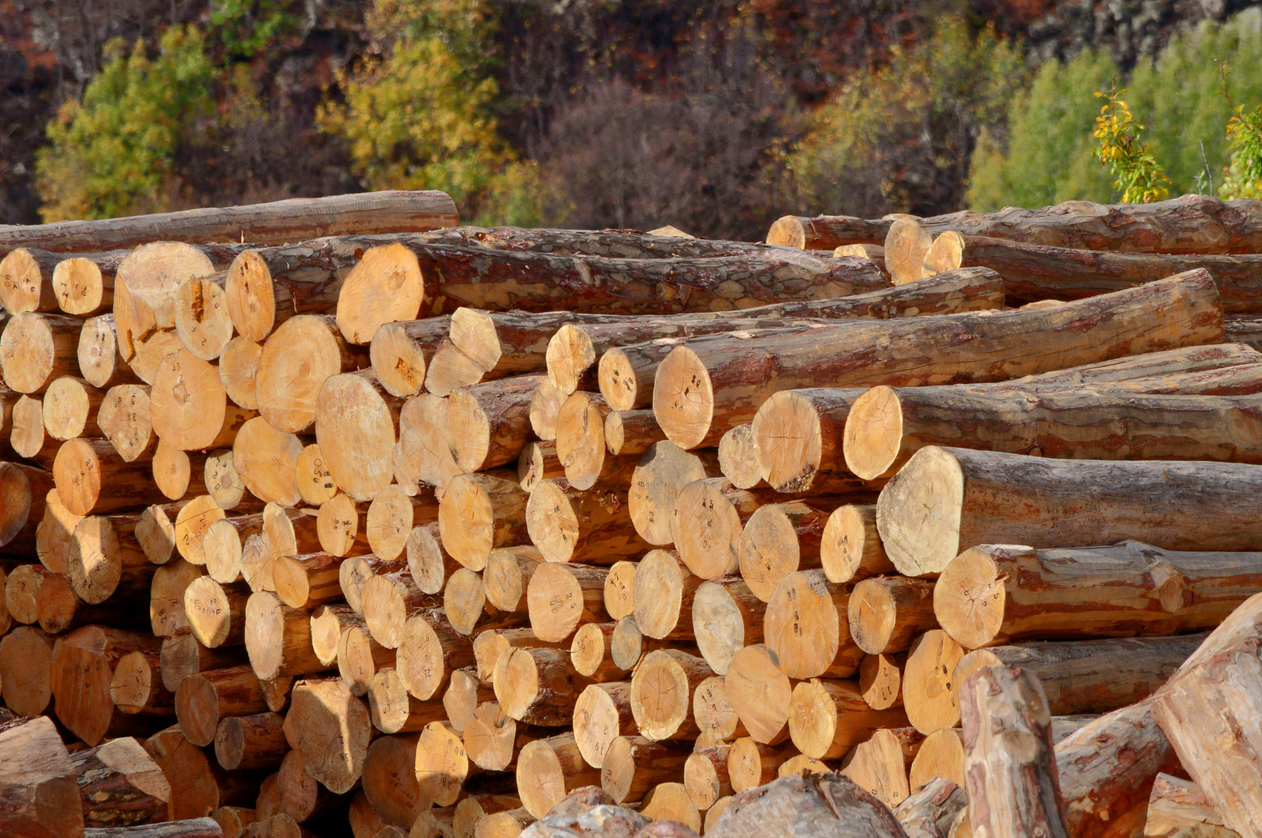 News Release Forest Service Grants Boost Innovative Wood Construction