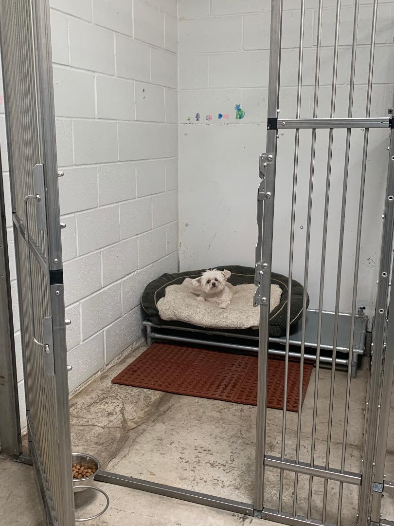 Dog Kennel Information Veterinarian in Los Lunas, NM Sun Ranch Pet