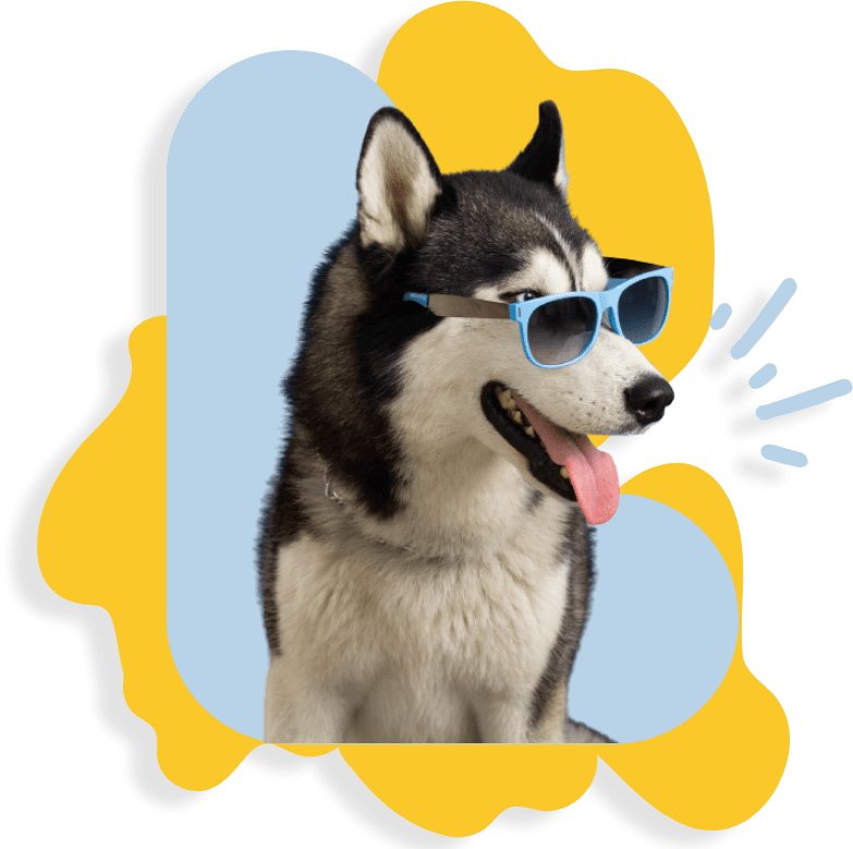 Best Vet Hospital In Brunswick, ME Sunray Animal Clinic