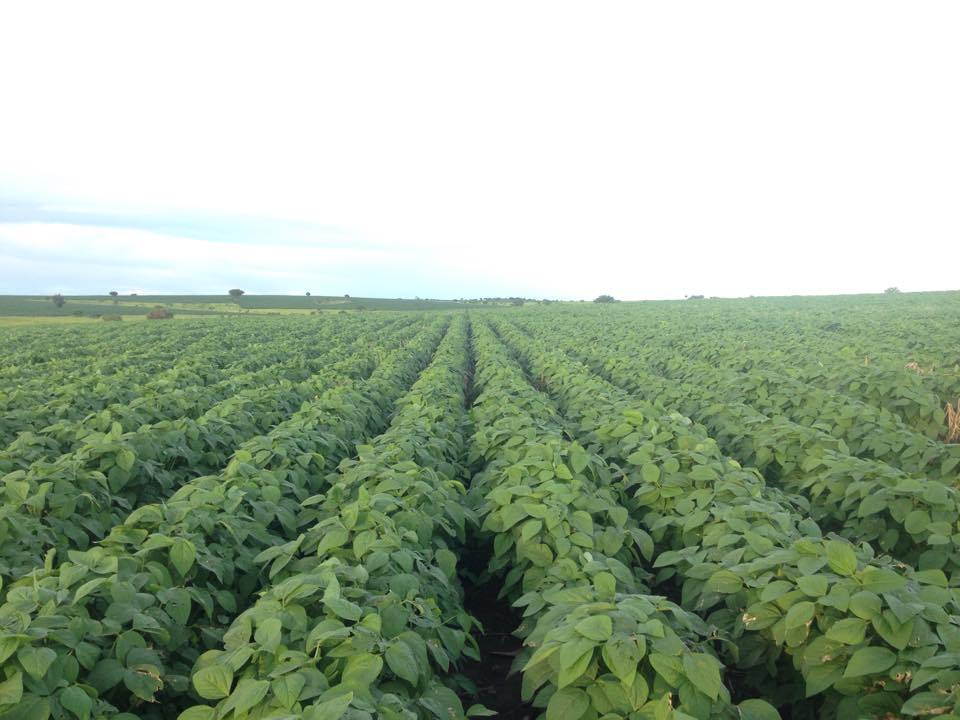 Biotechnology, a step to achieving industrialization in Uganda Sunrise