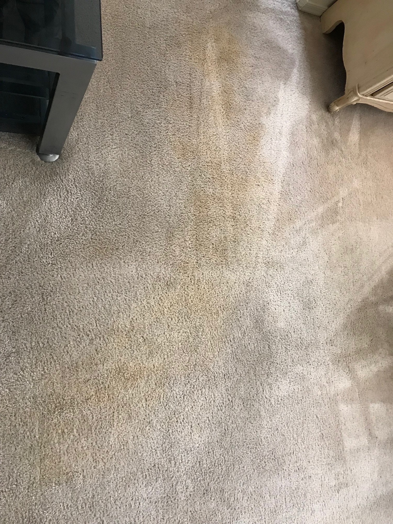 Why Does Dog Urine Stain Carpet Sunrise ChemDry Why Does Dog Urine Stain Carpet Sunrise ChemDry