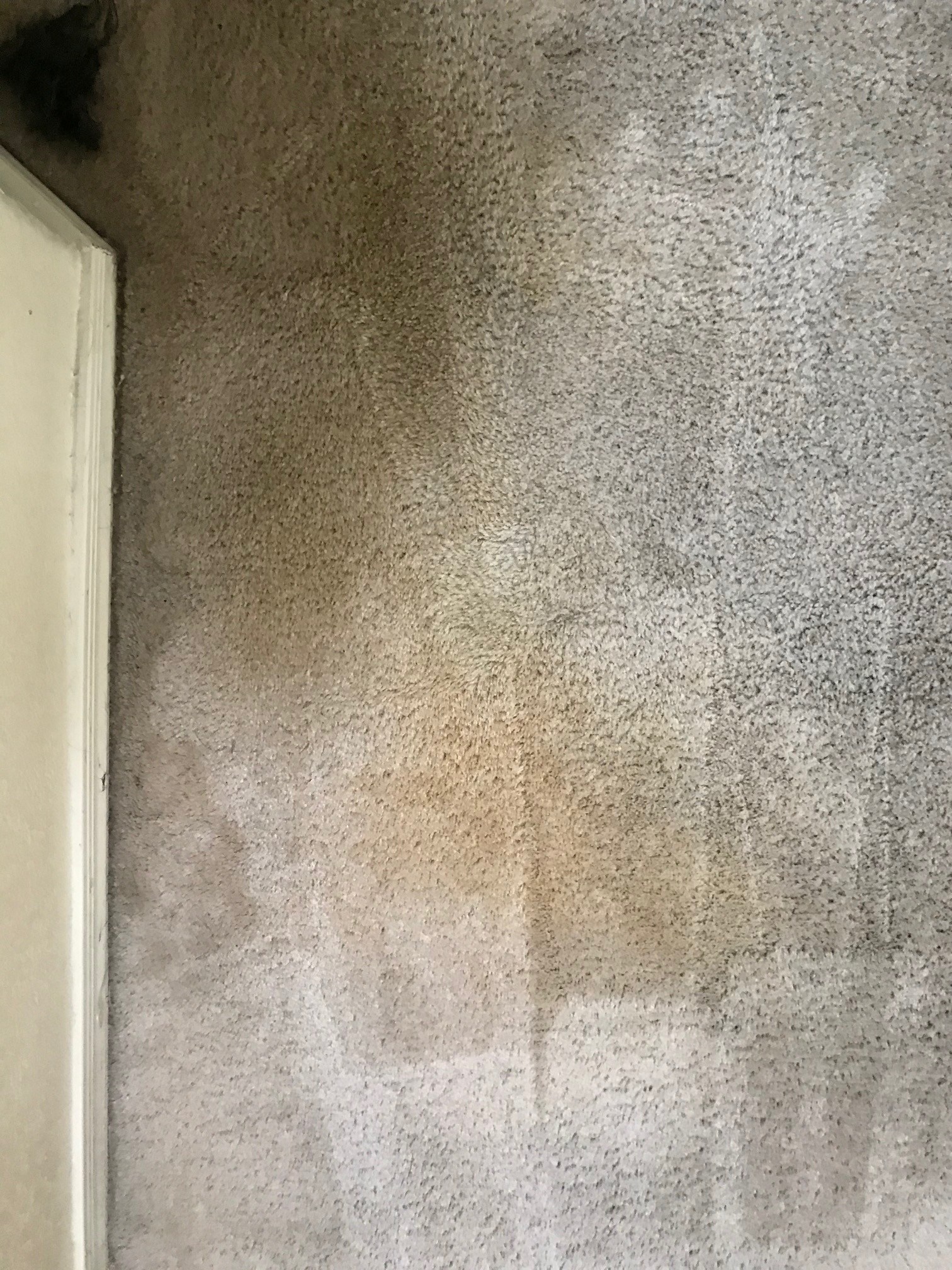 Why Does Dog Urine Stain Carpet Pet Stain Cleaner Sunrise ChemDry