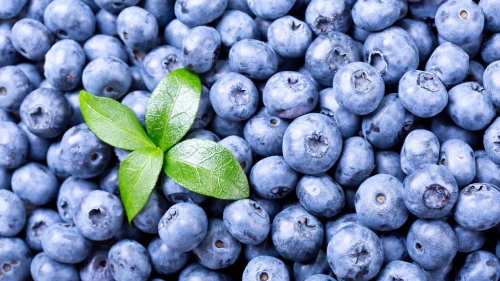 KneeDeep in Wild Blueberry Season Sunrise Corner