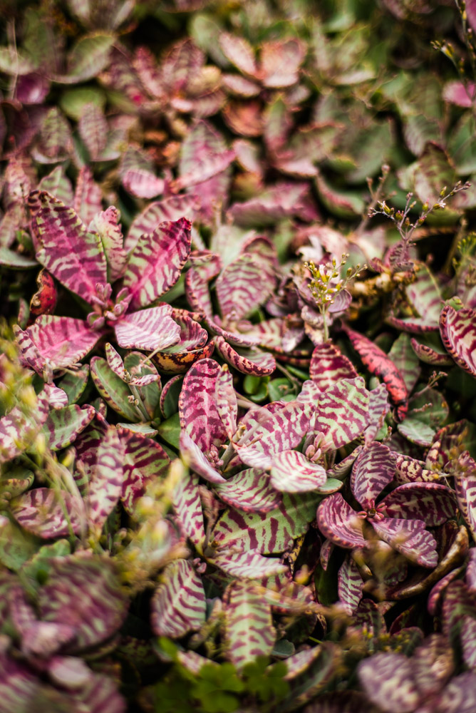 Sunrise Trading Company