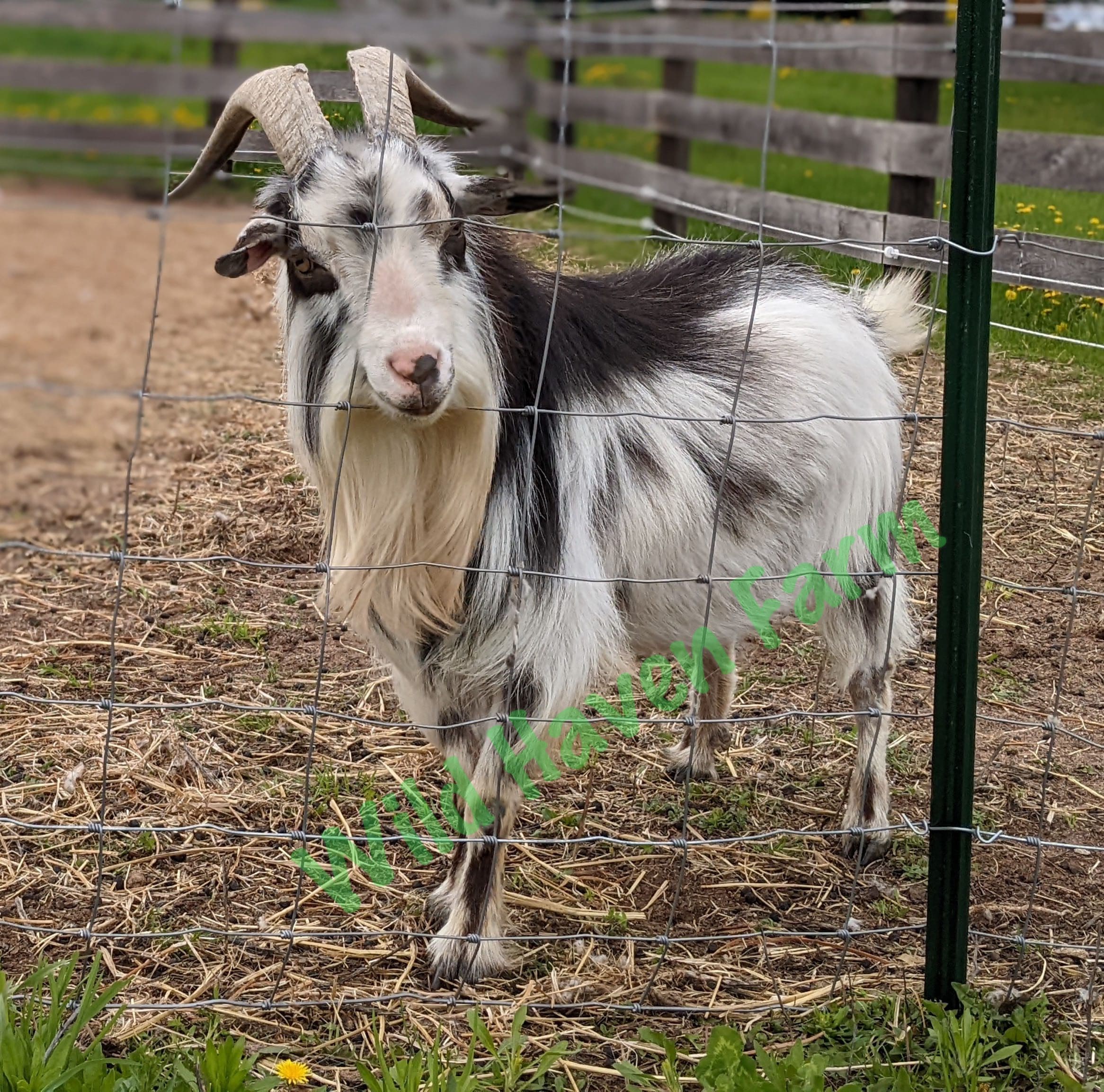 Nigerian Dwarf Goats Buck