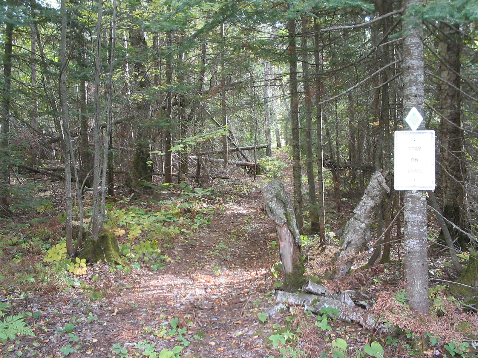 One of many hiking trails One of several Beaver dams on hiking