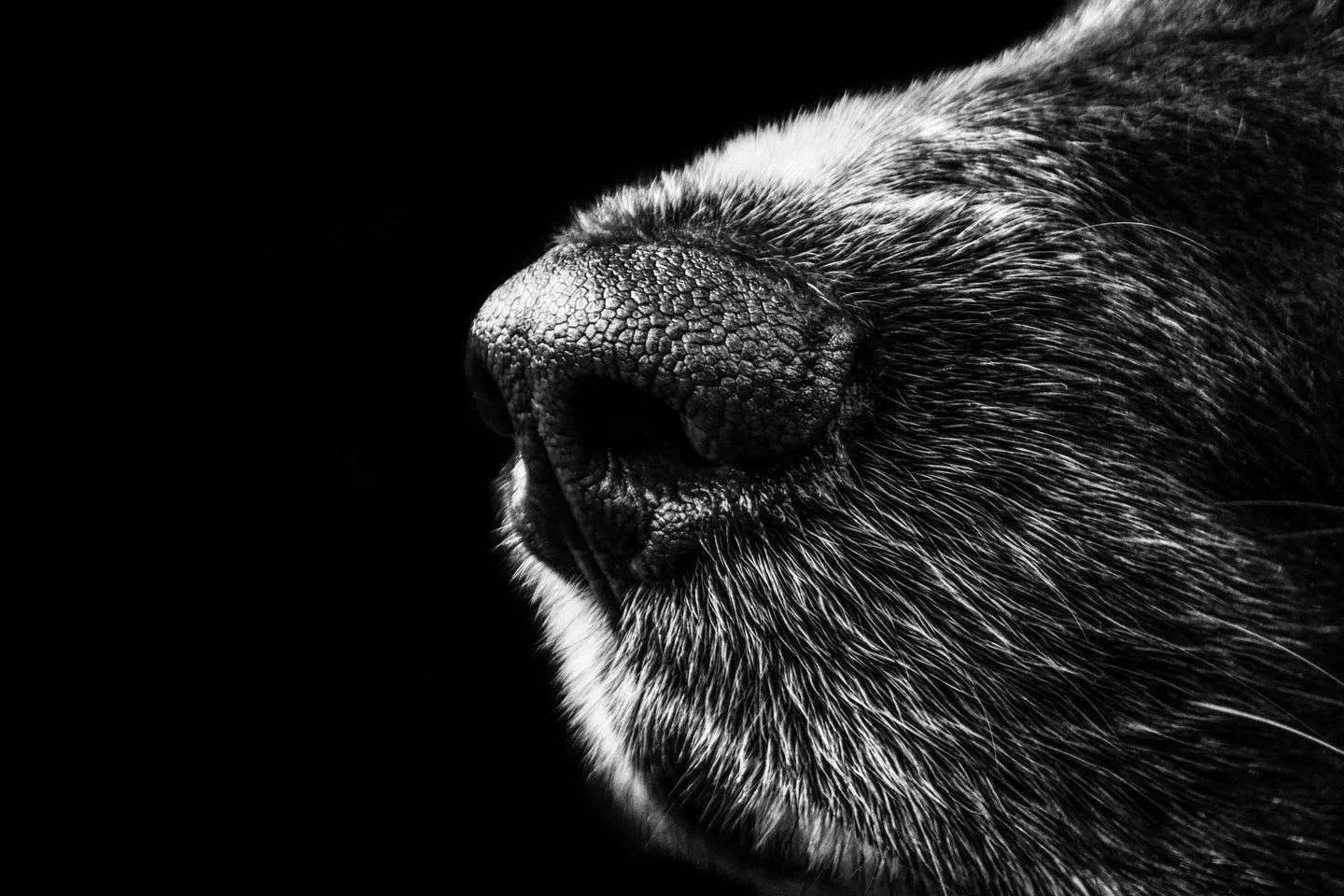Understanding How Dogs Senses Are Different From Humans Cotten's