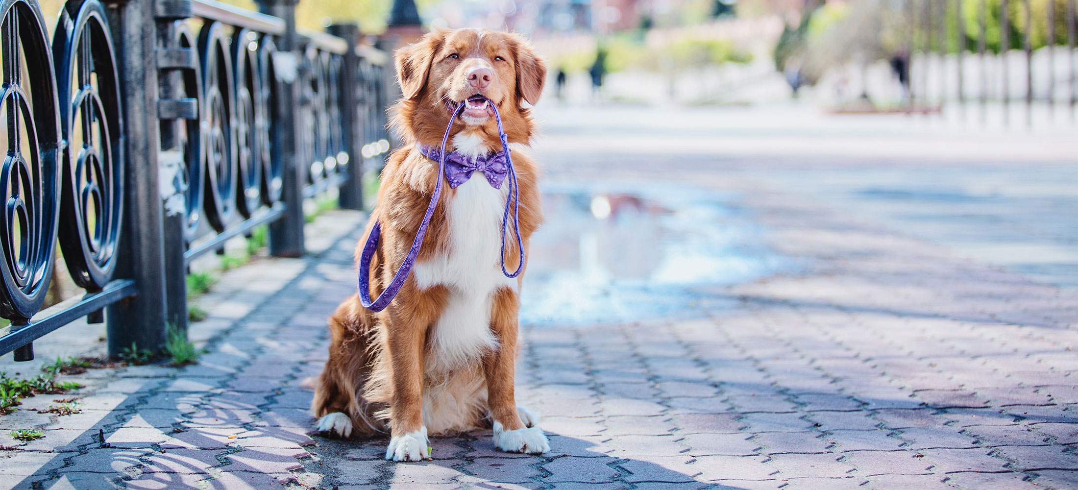 Meet Our Animal Clinic Veterinary Doctors Sunset Animal Hospital