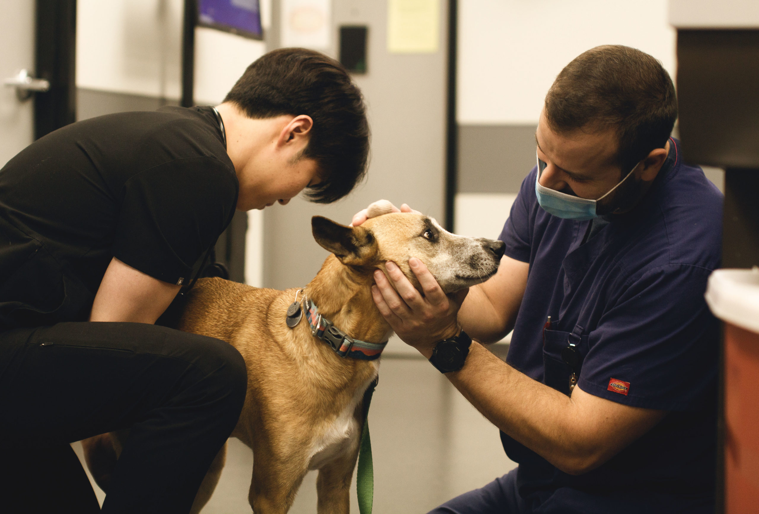 Veterinary Jobs & Opportunities in Houston, TX Sunset Animal Hospital