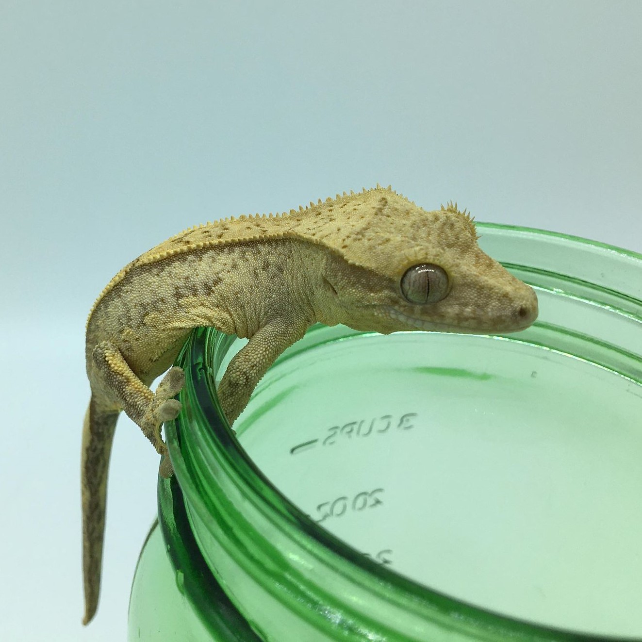 Juvenile Yellow Reverse Partial Quad pinstripe Crested