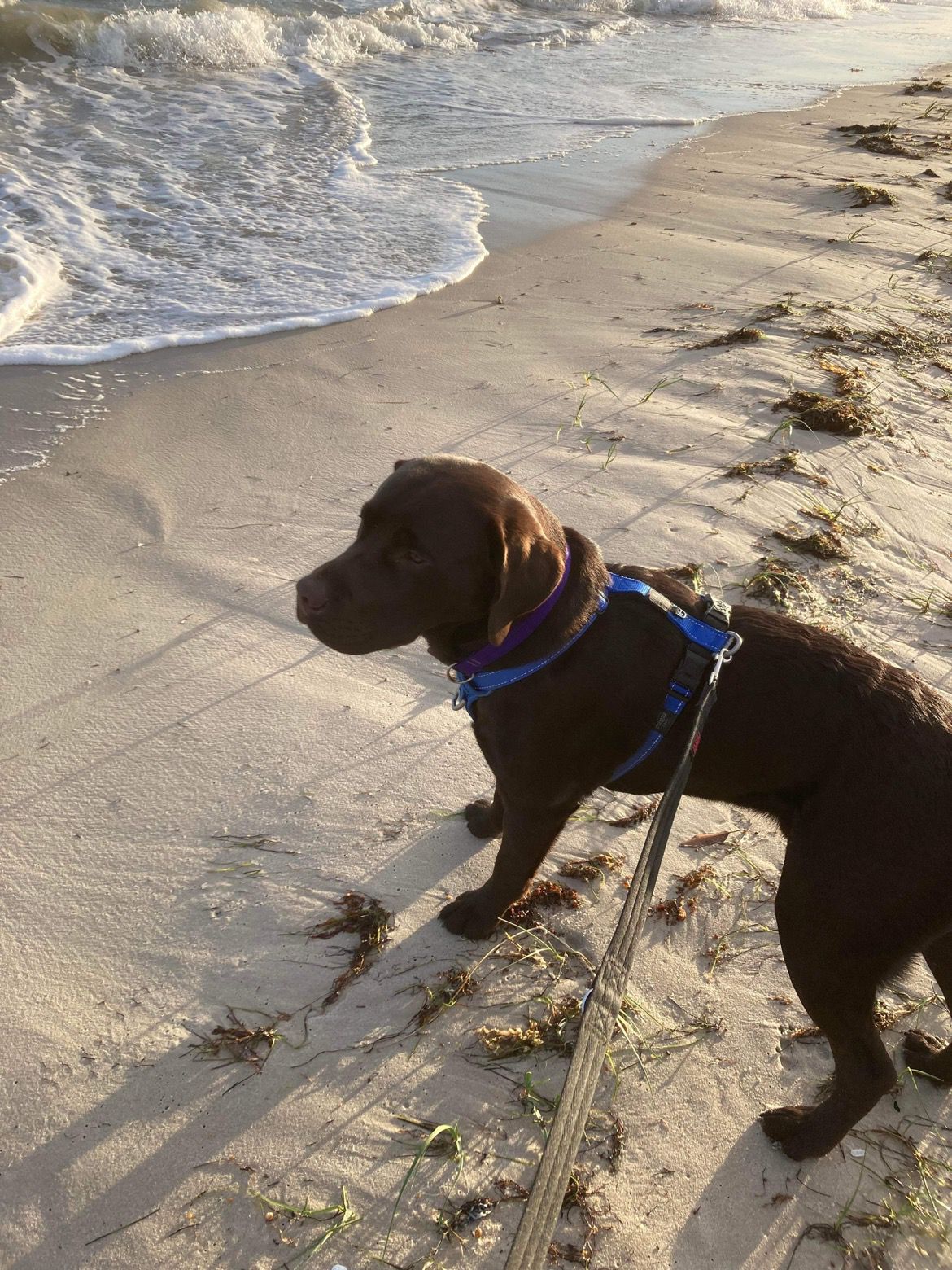 Heavenly Huxley Sunset Hounds