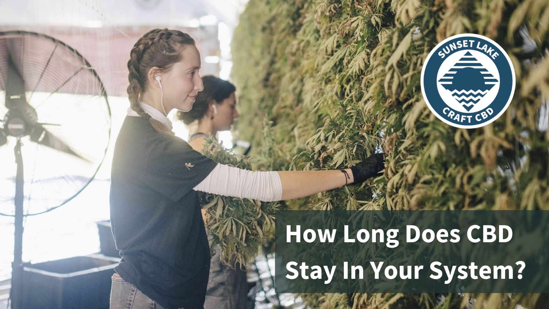 How Long Does CBD Stay In Your System? Sunset Lake CBD