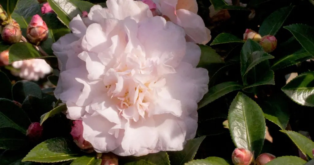 Falling for Camellias Embracing the Magic of October Blooms Sunset Plant Collection