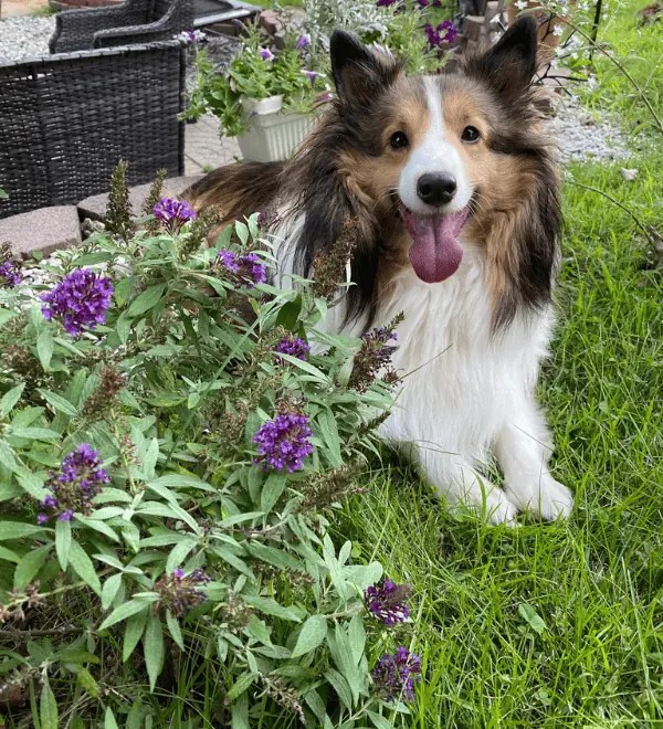 PetFriendly Plants
