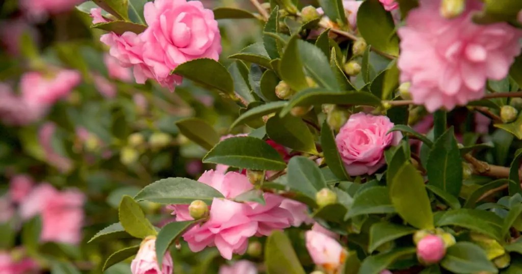 Falling for Camellias Embracing the Magic of October Blooms Sunset Plant Collection