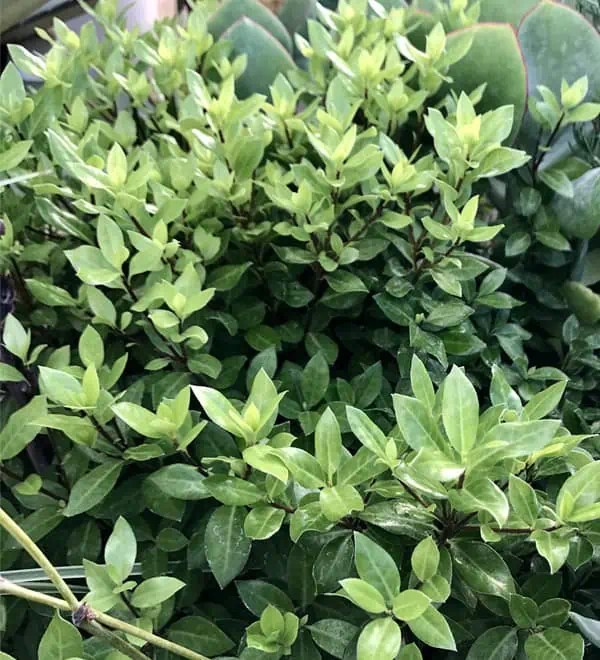 Beach Ball™ Sunset Plant Collection