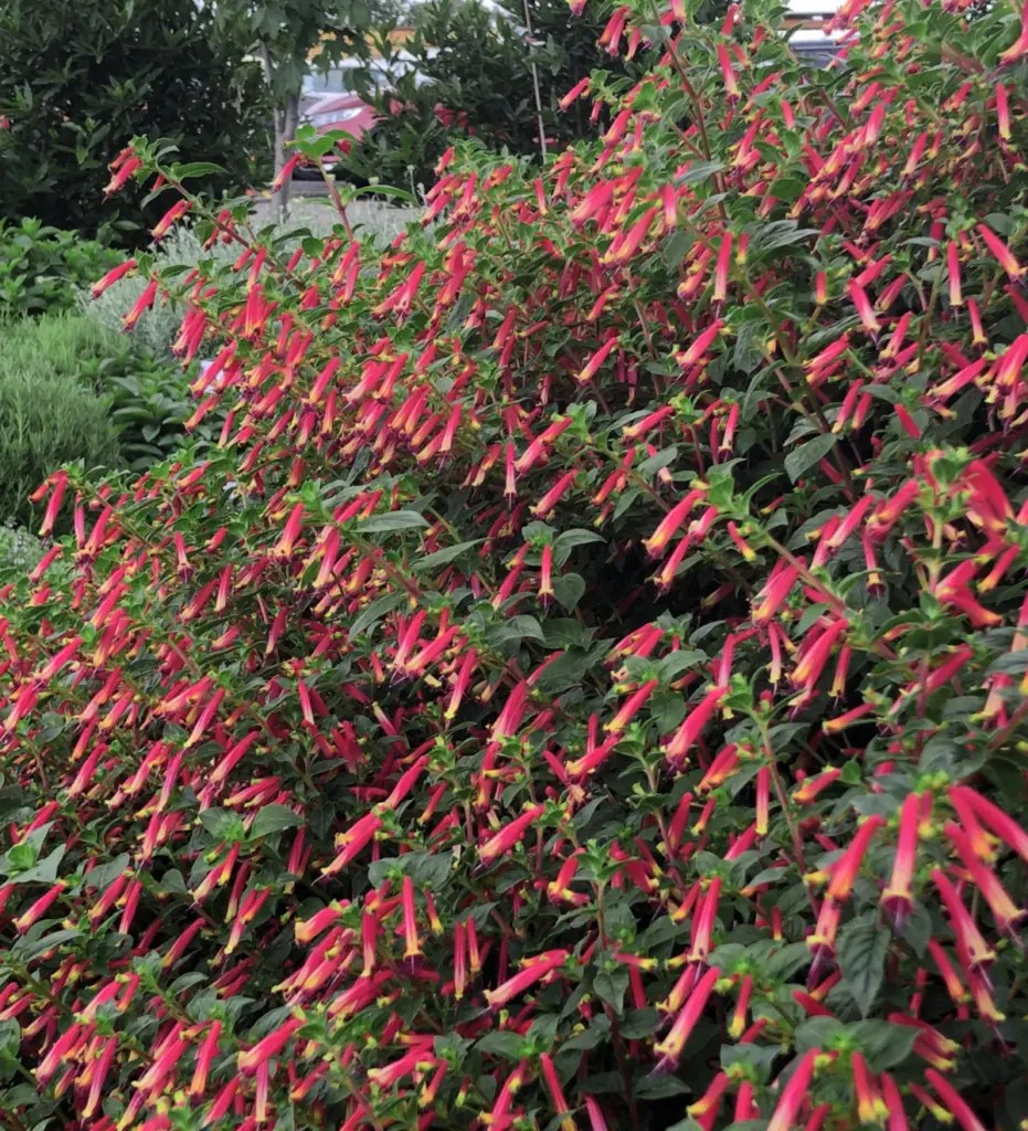 Hummingbird’s Lunch Sunset Plant Collection