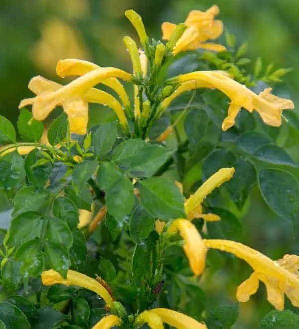 Yellow Cape Town™ Sunset Plant Collection